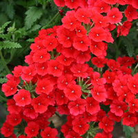 Verbana blume samen for anpflanzung perfect for borders heirloom & gmo free samen for home garten 
 
 sale samen for home garten anpflanzung