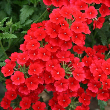 Verbana blume samen for anpflanzung perfect for borders heirloom & gmo free samen for home garten 
 
 sale samen for home garten anpflanzung