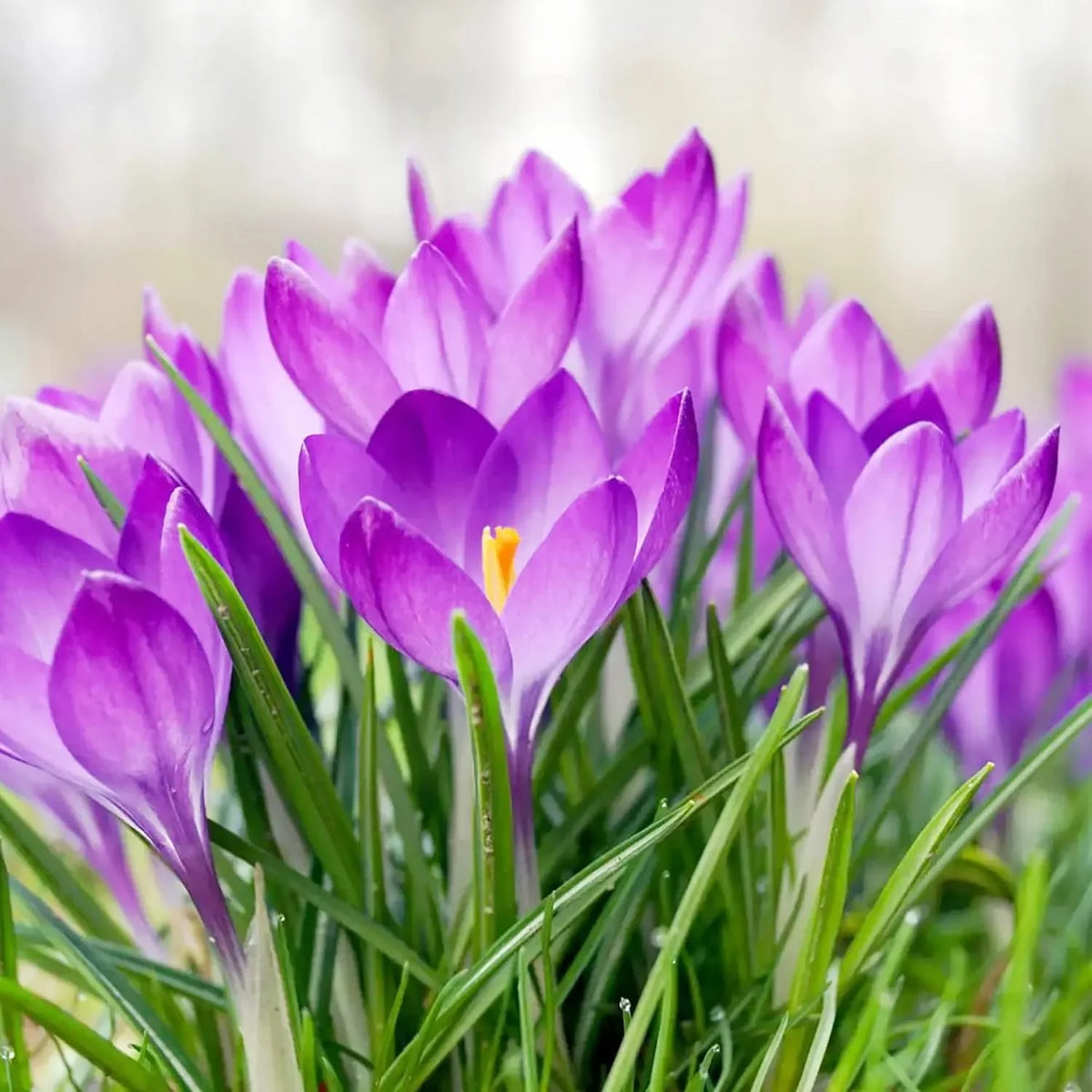Lila colchicum blume samen for anpflanzung perfect for borders heirloom & gmo free samen for home garten 
 
 sale samen for home garten anpflanzung
