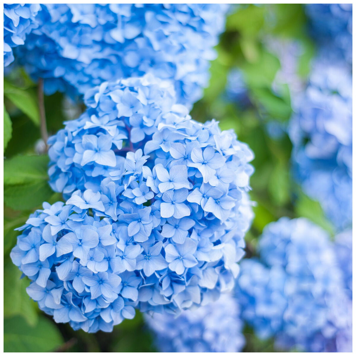 Light blau hydrangea blume samen for anpflanzung cut blume favorite heirloom & gmo free samen for home garten 
 
 sale samen for home garten anpflanzung