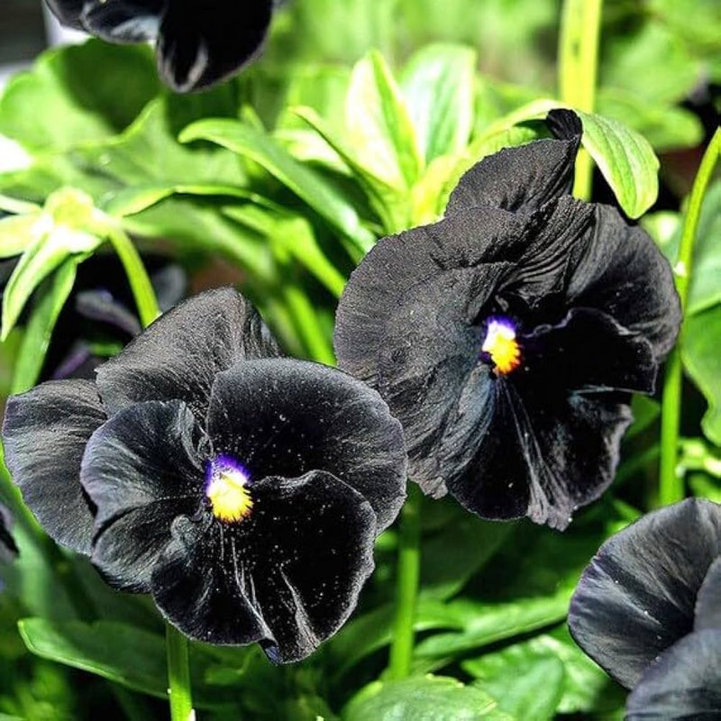 Schwarz viola blume samen for anpflanzung - easy to grow, heirloom & gmo free samen for home garten
 
 sale for anpflanzung in home garten