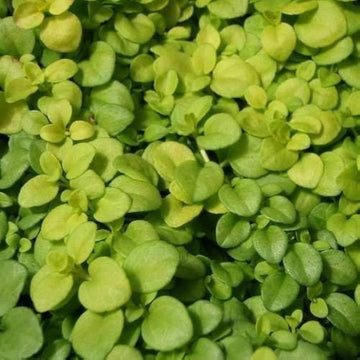 Grün veronica repens blume samen for anpflanzung low maintenance heirloom & gmo free samen for home garten 
 
 sale samen for home garten anpflanzung