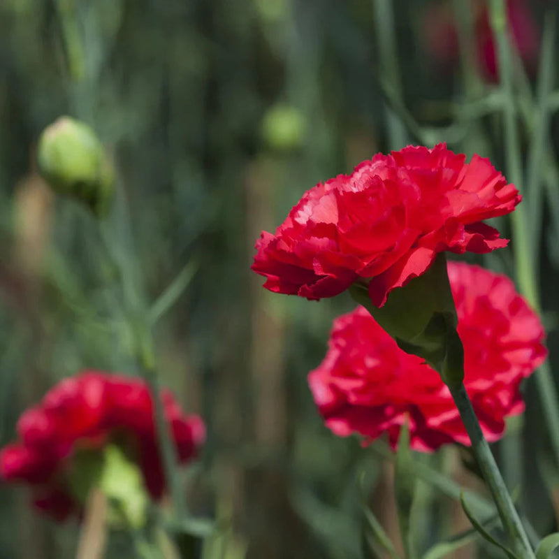 Deep rot carnation blume samen for anpflanzung - premium quality, heirloom & gmo free samen for home garten
 
 sale samen for anpflanzung in home garten