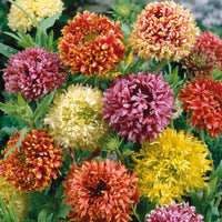 Mixed gaillardia blume samen for anpflanzung - low maintenance, heirloom & gmo free samen for home garten
 
 sale samen for anpflanzung in home garten