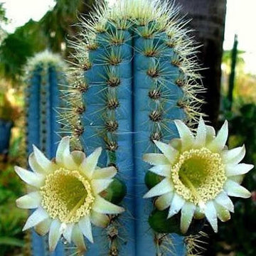 Blau pilosocereus blume samen for anpflanzung - drought tolerant, heirloom & gmo free samen for home garten
 
 sale for anpflanzung in home garten