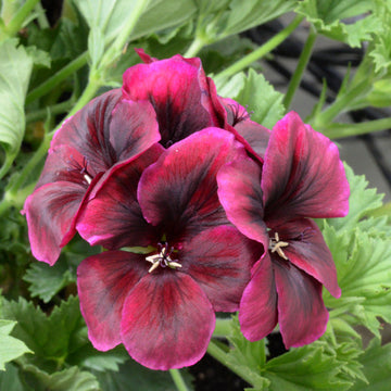 Chocolate geranium blume samen for anpflanzung cottage garten essential heirloom & gmo free samen for home garten 
 
 sale samen for home garten anpflanzung