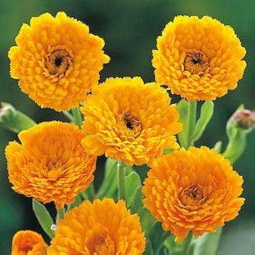 Gelb blume topf blume samen for anpflanzung - vibrant colors, heirloom & gmo free samen for home garten
 
 sale samen for anpflanzung in home garten