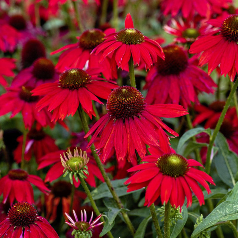 Rot perennial blume samen for anpflanzung premium quality heirloom & gmo free samen for home garten 
 
 sale samen for home garten anpflanzung