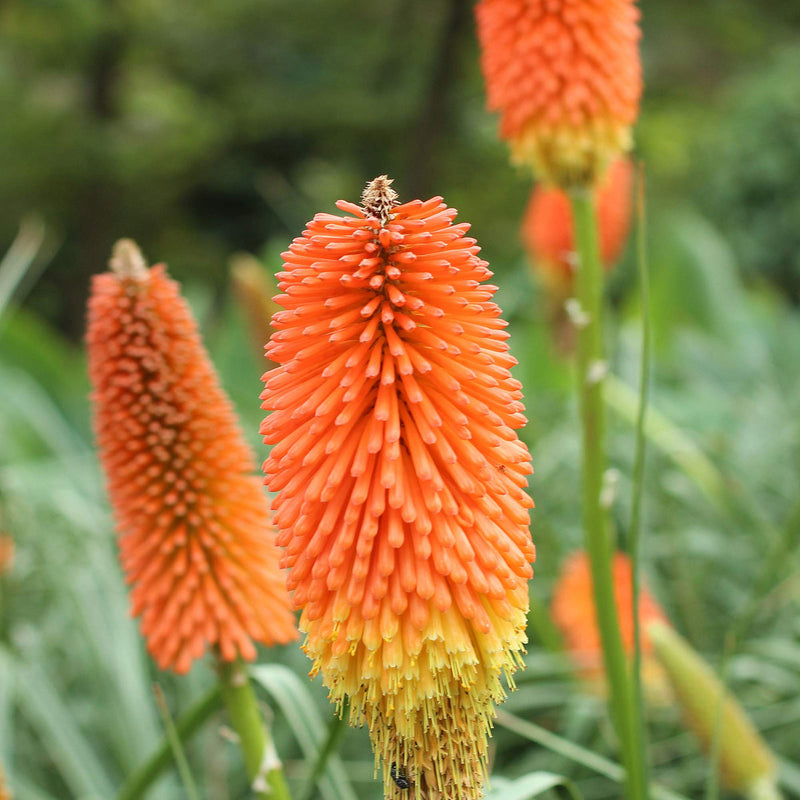Kniphofia uvaria blume samen for anpflanzung perfect for borders heirloom & gmo free samen for home garten 
 
 sale samen for home garten anpflanzung