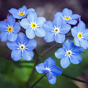 Blau myosotis sylvatica blume samen for anpflanzung compact growth heirloom & gmo free samen for home garten 
 
 sale samen for home garten anpflanzung