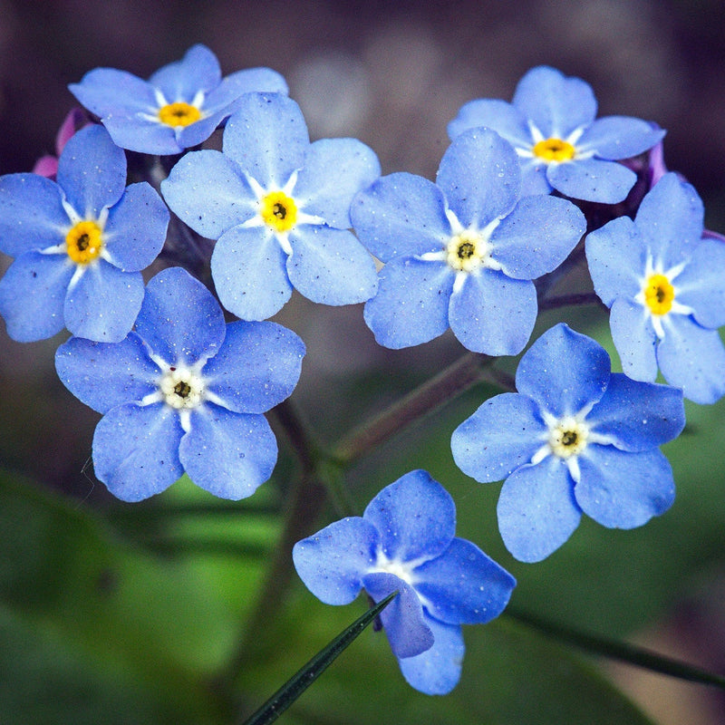Blau myosotis sylvatica blume samen for anpflanzung compact growth heirloom & gmo free samen for home garten 
 
 sale samen for home garten anpflanzung