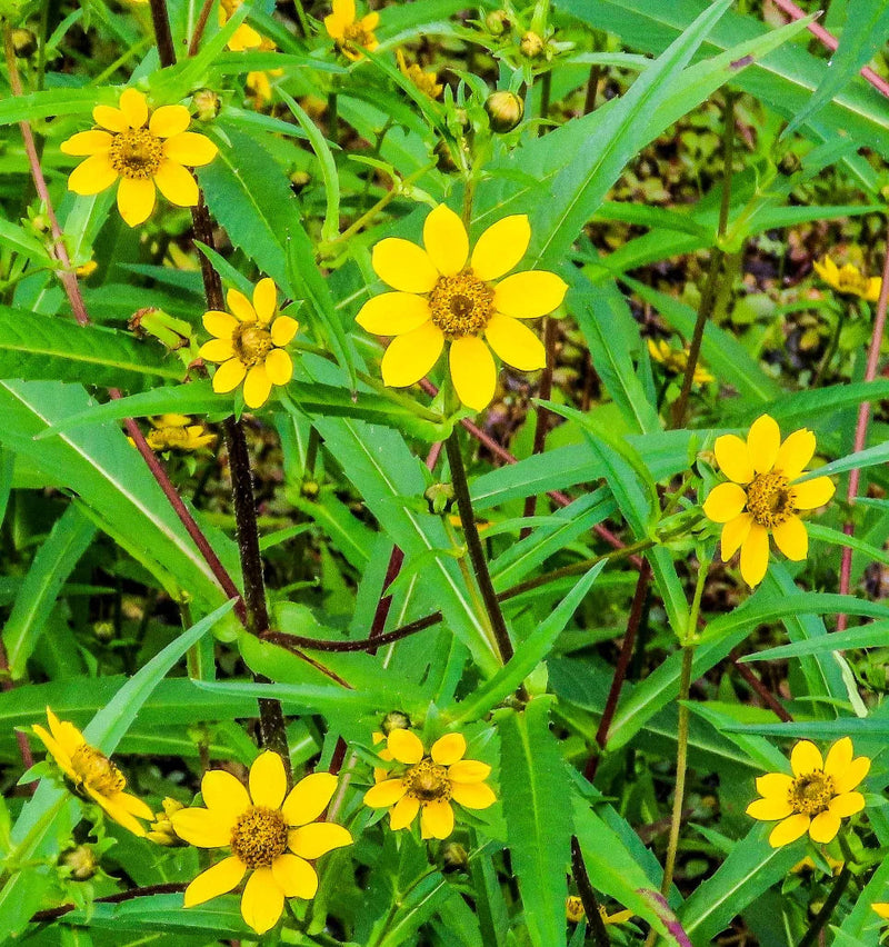 Gelb bur marigold blume samen for anpflanzung sun loving heirloom & gmo free samen for home garten 
 
 sale samen for home garten anpflanzung