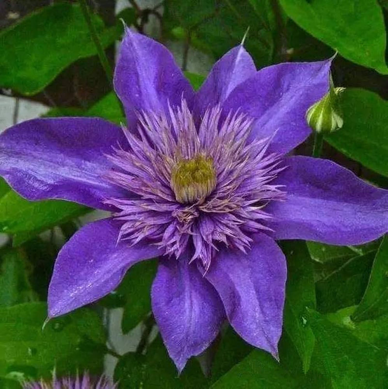 Lila clematis blume samen for anpflanzung cut blume favorite heirloom & gmo free samen for home garten 
 
 sale samen for home garten anpflanzung
