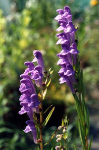 Blau scutellaria baicalensis blume samen for anpflanzung - low maintenance, heirloom & gmo free samen for home garten
 
 sale samen for home garten