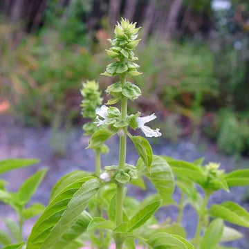 Lamiaceae blume samen for anpflanzung low maintenance heirloom & gmo free samen for home garten 
 
 sale samen for home garten anpflanzung
