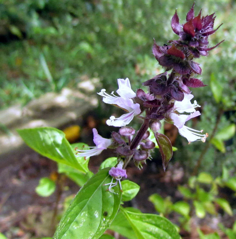 Basil blume samen for anpflanzung long bloom season heirloom & gmo free samen for home garten
sale samen for home garten anpflanzung