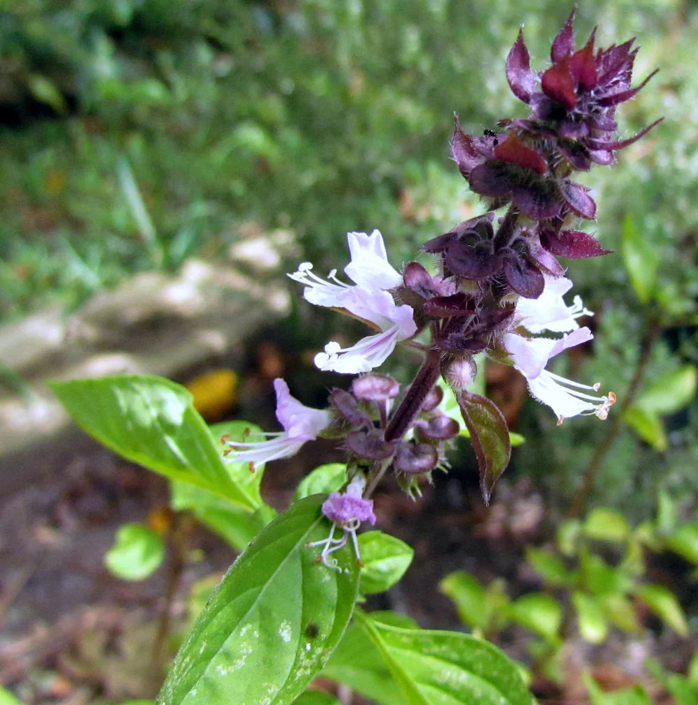 Basil blume samen for anpflanzung long bloom season heirloom & gmo free samen for home garten 
 
 sale samen for home garten anpflanzung