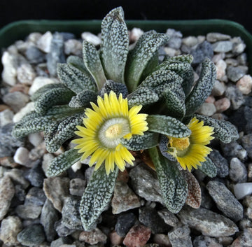 Gelb nananthus blume samen for anpflanzung pollinator friendly heirloom & gmo free samen for home garten
 
 sale samen for home garten anpflanzung