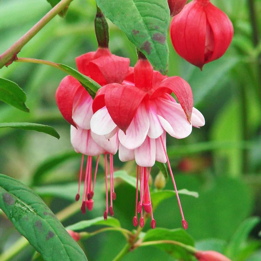 Fuchsia blume samen for anpflanzung shade tolerant heirloom & gmo free samen for home garten 
 
 sale samen for home garten anpflanzung