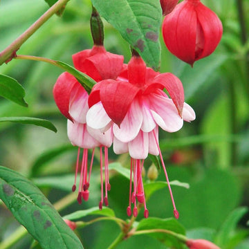 Fuchsia blume samen for anpflanzung shade tolerant heirloom & gmo free samen for home garten 
 
 sale samen for home garten anpflanzung