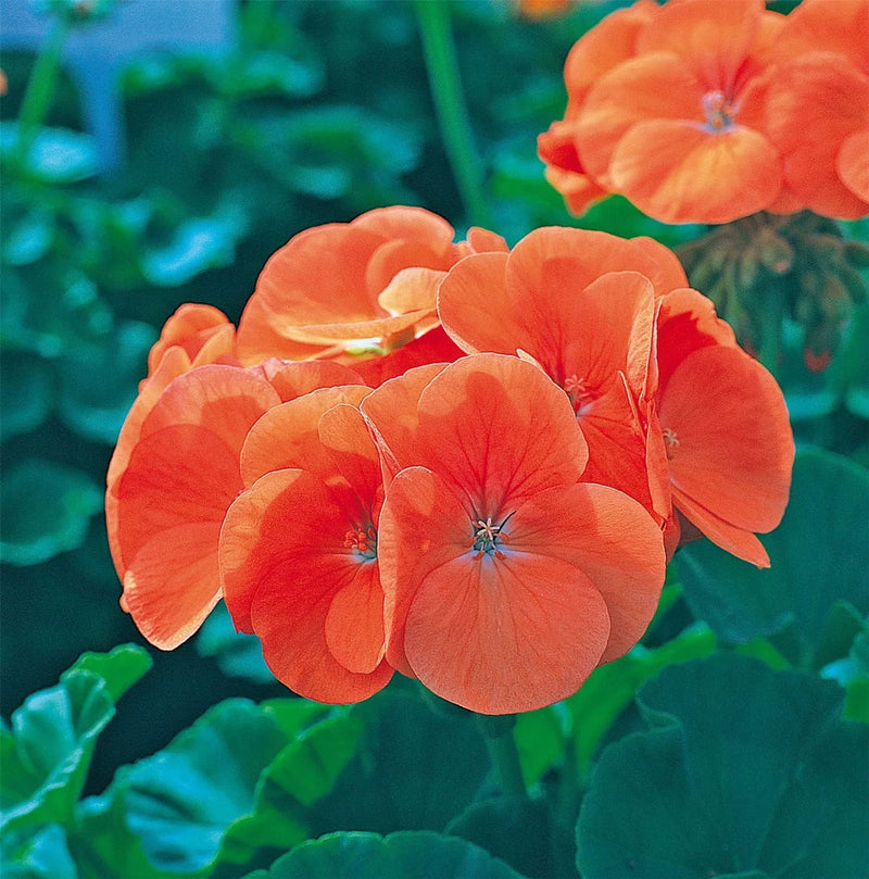 Orange geranium maverick blume samen for anpflanzung premium quality heirloom & gmo free samen for home garten
 
 sale samen for home garten anpflanzung