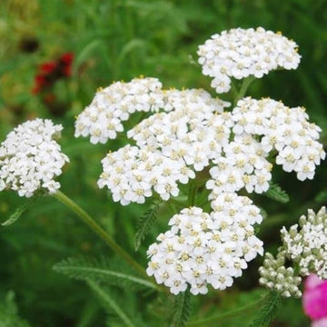 Weiß achillea blume samen for anpflanzung compact growth heirloom & gmo free samen for home garten 
 
 sale samen for home garten anpflanzung