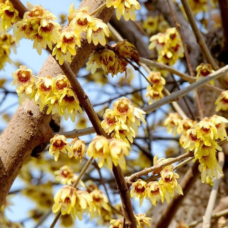 Rot chimonanthus blume samen for anpflanzung - cottage garten essential, heirloom & gmo free samen for home garten
sale samen for home garten