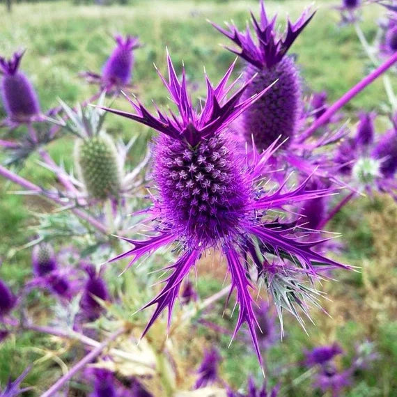 Lila eryngium blume samen for anpflanzung premium quality heirloom & gmo free samen for home garten 
 
 sale samen for home garten anpflanzung