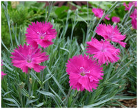Rosa dianthus blume samen for anpflanzung - perfect for borders, heirloom & gmo free samen for home garten
 
 sale samen for anpflanzung in home garten