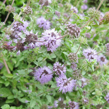 Lila pennyroyal blume samen for anpflanzung premium quality heirloom & gmo free samen for home garten 
 
 sale samen for home garten anpflanzung