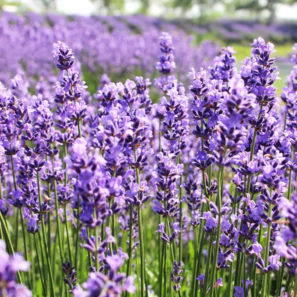 Lavandula blume samen for anpflanzung long bloom season heirloom & gmo free samen for home garten 
 
 sale for anpflanzung in home garten