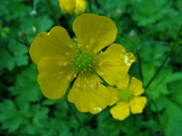 Gelb buttercup blume samen for anpflanzung - seasonal bloomer, heirloom & gmo free samen for home garten
 
 sale samen for anpflanzung in home garten