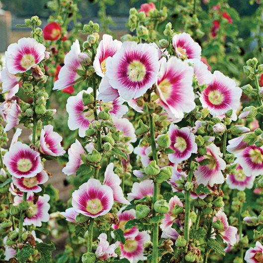 Weiß & rosa hollyhock blume samen for anpflanzung hardy variety heirloom & gmo free samen for home garten
 
 sale samen for home garten anpflanzung