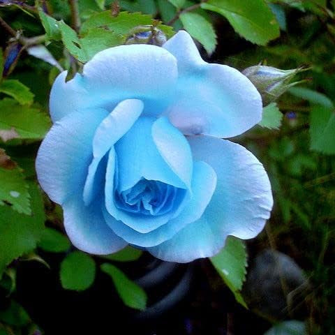 Sky blau rose blume samen for anpflanzung garten favorite heirloom & gmo free samen for home garten
 
 sale samen for home garten anpflanzung