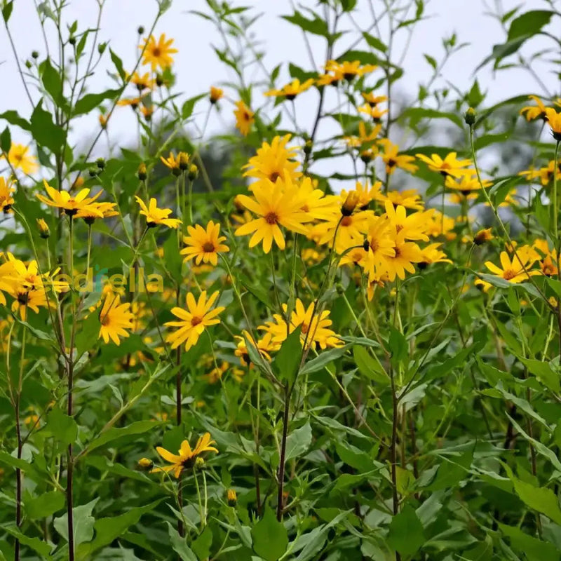 Topinambur blume samen for anpflanzung - long bloom season, heirloom & gmo free samen for home garten
 
 sale samen for anpflanzung in home garten