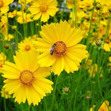 Gelb coreopsis lance blume samen for anpflanzung fragrant blossoms heirloom & gmo free samen for home garten
 
 sale samen for home garten anpflanzung