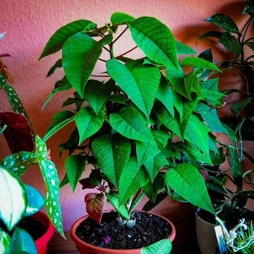 Grün poinsettia blume samen for anpflanzung hardy variety heirloom & gmo free samen for home garten 
 
 sale samen for home garten anpflanzung