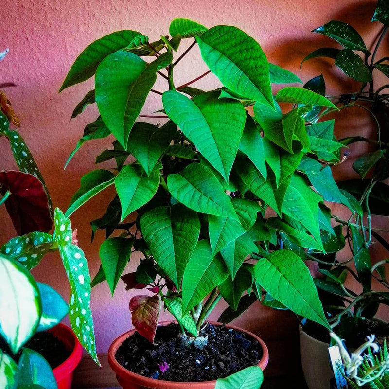 Grün poinsettia blume samen for anpflanzung hardy variety heirloom & gmo free samen for home garten 
 
 sale samen for home garten anpflanzung