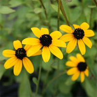 Gelb rudbeckia triloba blume samen for anpflanzung hardy variety heirloom & gmo free samen for home garten 
 
 sale samen for home garten anpflanzung