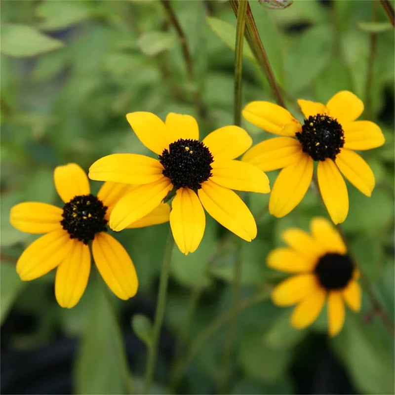 Gelb rudbeckia triloba blume samen for anpflanzung hardy variety heirloom & gmo free samen for home garten 
 
 sale samen for home garten anpflanzung