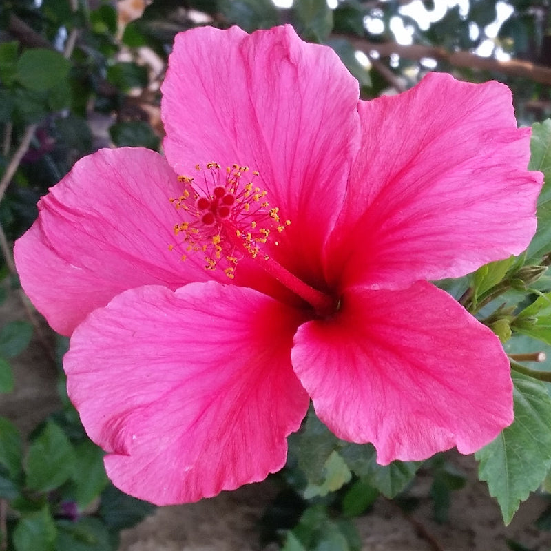 Hibiscus rosasinensis blume samen for anpflanzung pollinator friendly heirloom & gmo free samen for home garten 
 
 sale samen for home garten anpflanzung