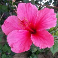 Hibiscus rosasinensis blume samen for anpflanzung pollinator friendly heirloom & gmo free samen for home garten 
 
 sale samen for home garten anpflanzung