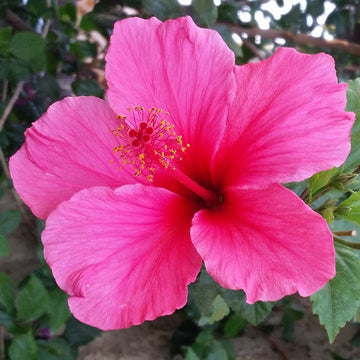 Hibiscus rosasinensis blume samen for anpflanzung pollinator friendly heirloom & gmo free samen for home garten 
 
 sale samen for home garten anpflanzung