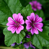 Casa malva blume samen for anpflanzung - sun loving, heirloom & gmo free samen for home garten
 
 sale for anpflanzung in home garten