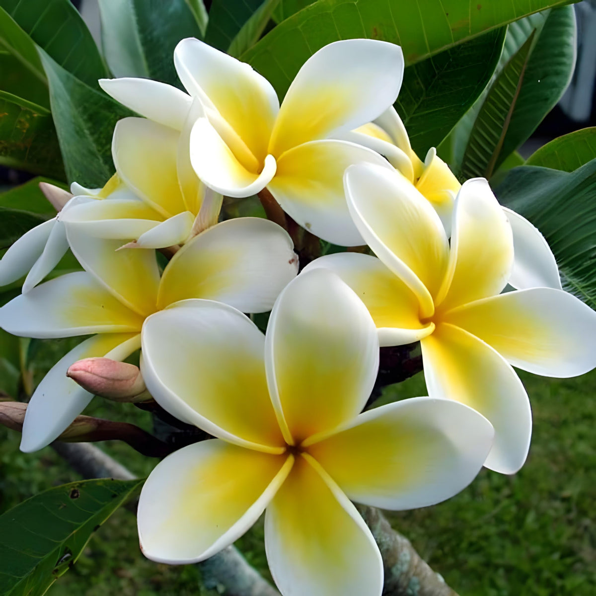 Gelb weiß frangipani blume samen for anpflanzung premium quality heirloom & gmo free samen for home garten 
 
 sale samen for home garten anpflanzung