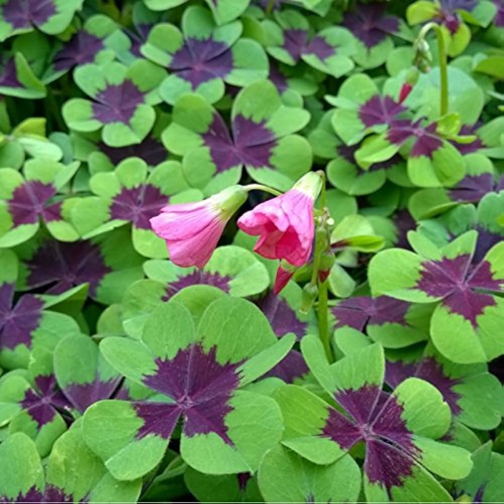Oxalis iron cross blume samen for anpflanzung cottage garten essential heirloom & gmo free samen for home garten
 
 sale samen for home garten anpflanzung
