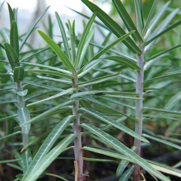 Lathyris blume samen for anpflanzung hardy variety heirloom & gmo free samen for home garten 
 
 sale samen for home garten anpflanzung