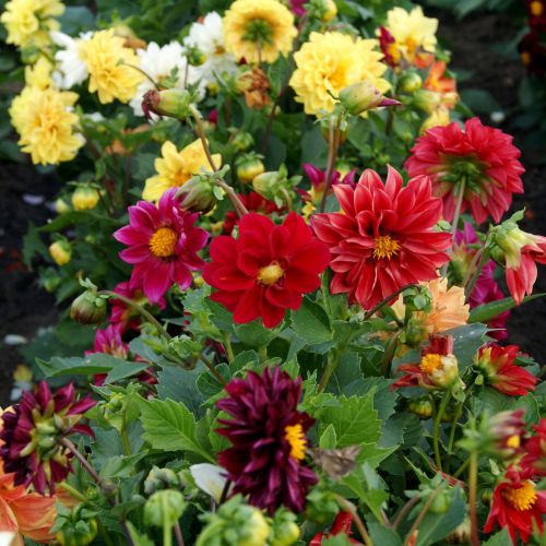 Mixed color blume samen for anpflanzung - shade tolerant, heirloom & gmo free samen for home garten
 
 sale samen for anpflanzung in home garten
