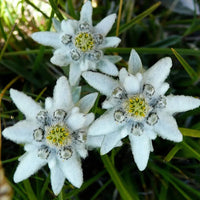 Weiß edelweiss blume samen for anpflanzung - long bloom season, heirloom & gmo free samen for home garten
 
 sale for anpflanzung in home garten