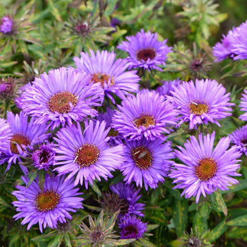 Lila aster novae angliae blume samen for anpflanzung sun loving heirloom & gmo free samen for home garten
 
 sale samen for home garten anpflanzung